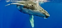 Bonnie The Whale 