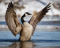 Loosey Goosey 