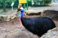 CJ Cassowary 