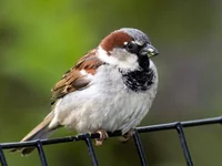 Sven Sparrow 