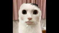Face-Cat