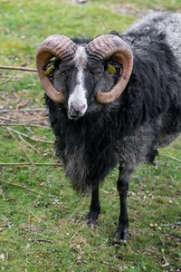 Samuel Sheep