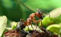 Arnold Ant