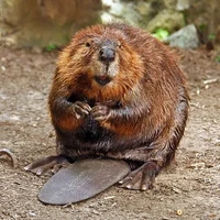 Buck Beaver