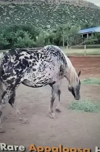 Apposslaa horse