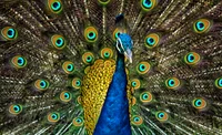 Pierre Peafowl 