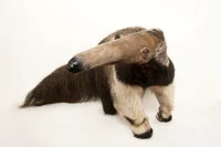 Alexander Anteater 