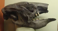 Nothrotherium