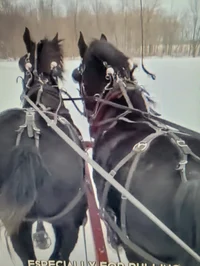 Draft horses