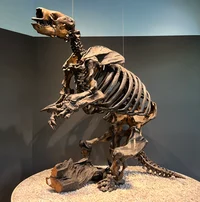 Paramylodon