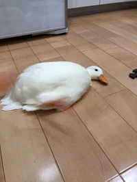 Germany countryhuman