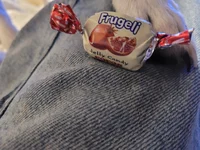 Frugeli 