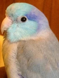 Pet Parrotlet
