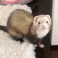 Hyunjin Ferret