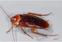Cockroach