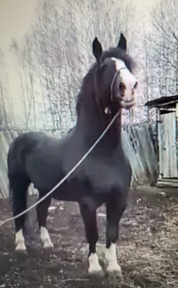 Horse