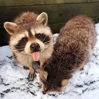 Asbestos pet raccoon