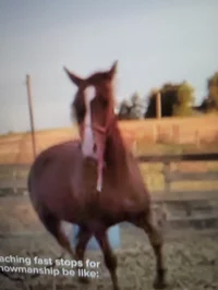 Horse