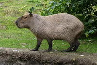 African Capybara