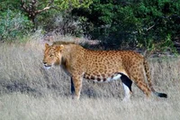 Abasambo