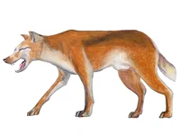 Adjule