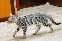 Bengal cat