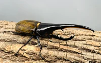 Hercules beetle