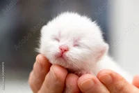 Newborn kitten