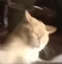 Annoying Cat