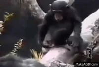 monkey finger sniff