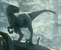 Beta La Velociraptor