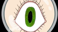 Serena Baki Eyeball