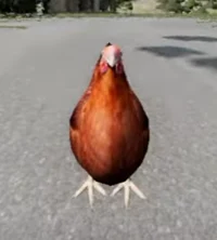 Terreneitor Chicken