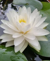 White Lotus