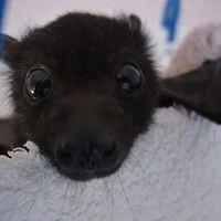 Lil Bat