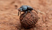 Friendly Dung Beetle
