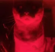 Your owner