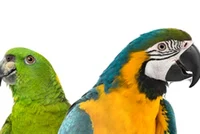 Pet Parrots