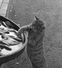 вы уличный кот