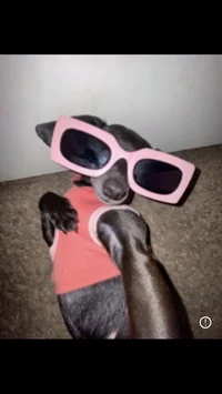 Dawg