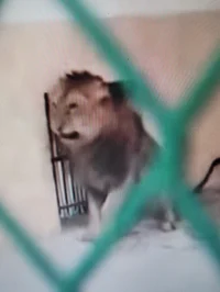 Abused lion