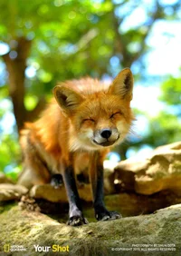 Red Fox