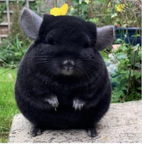 Chinchilla