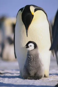 A Penguin love