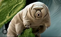 Tardigrade