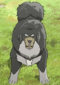 Tibetan Mastiff King