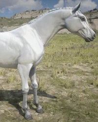 White Arabian Horse