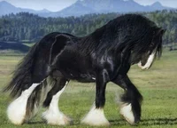 Shire Horse