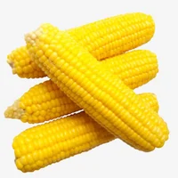 Corn