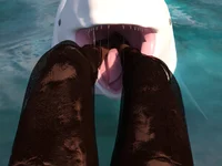 Beluga vore slide